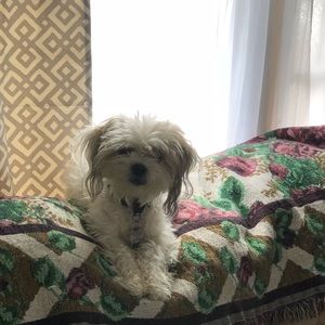 Meet your Posher, Holly